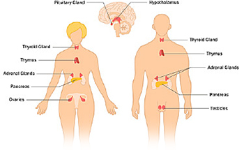 Organs Of The Endocrine System